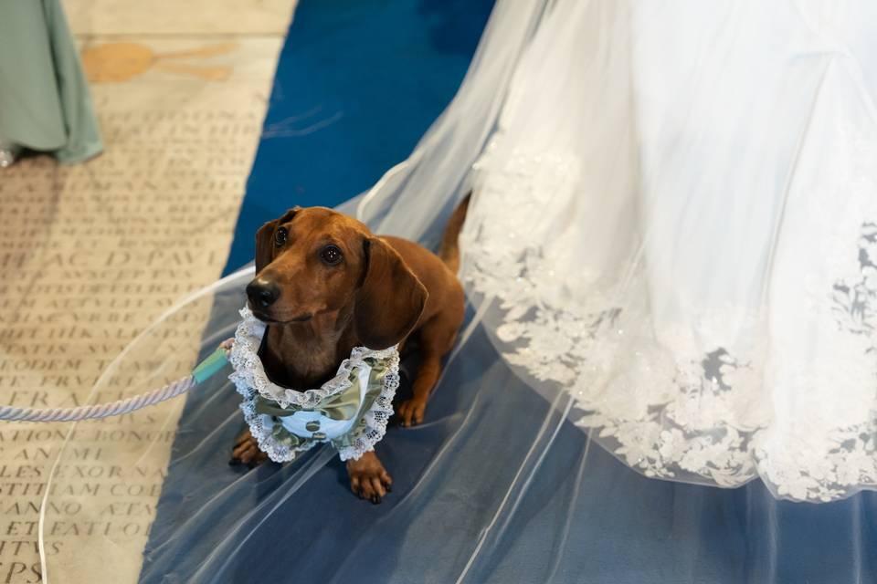 Il cane della sposa