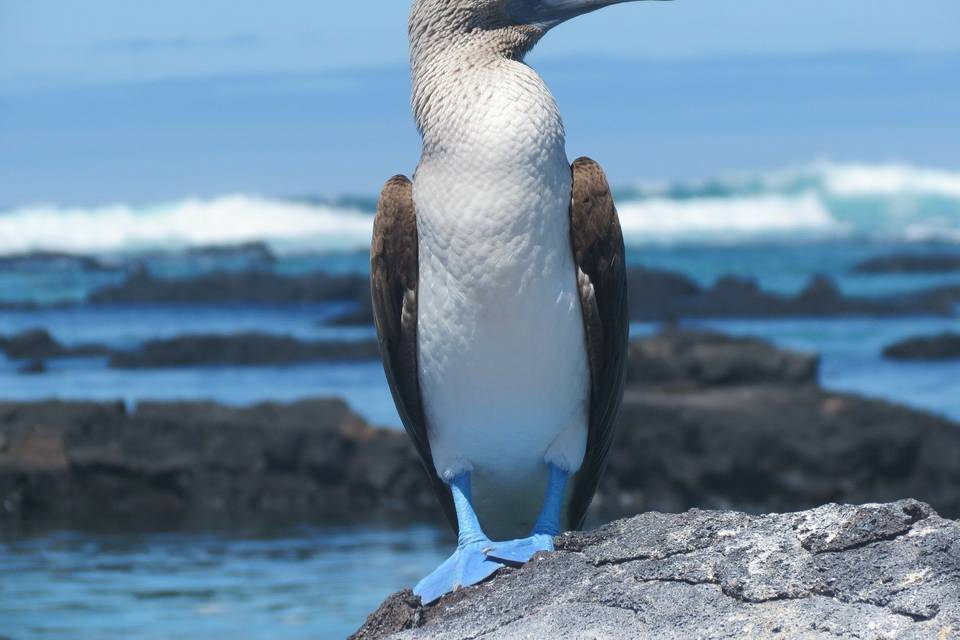 Isole Galapagos