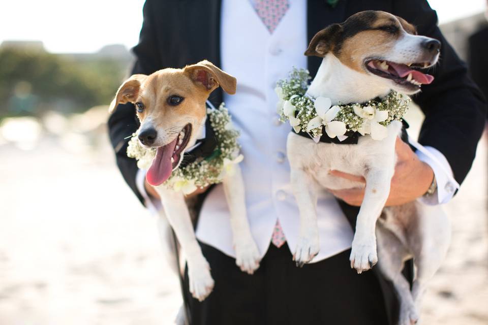 A spasso con Andrea - Wedding Dogsitter Friuli