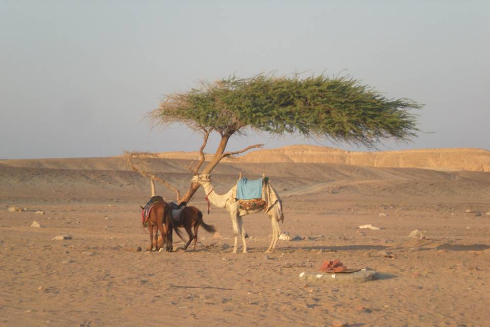 Marsa alam