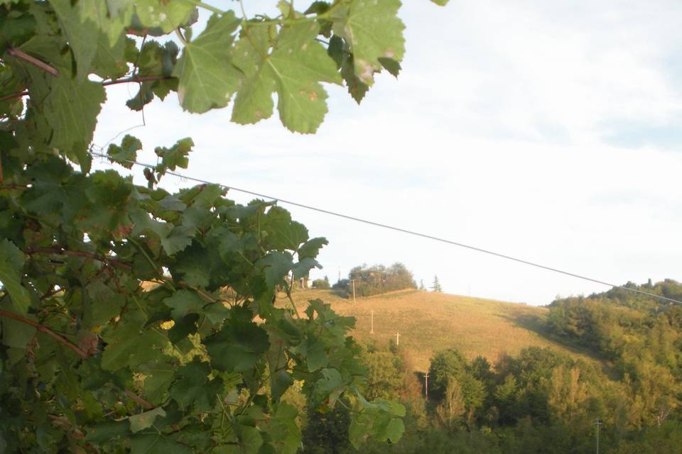 Barioca quartett concerto in vigna