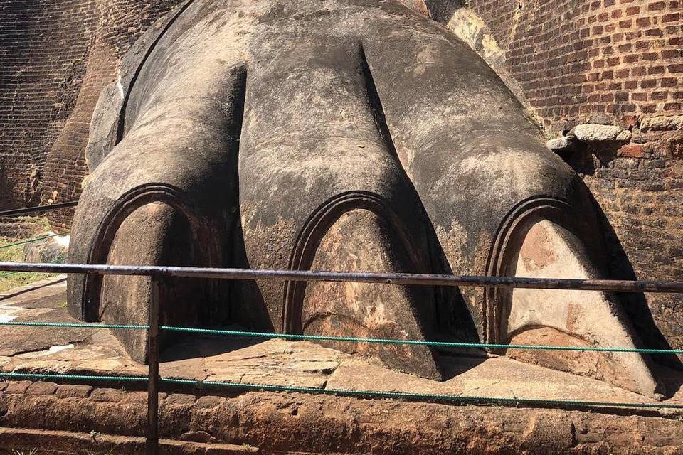-Elefanti in sri lanka