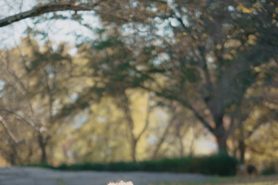 Dettagli preparazione sposa