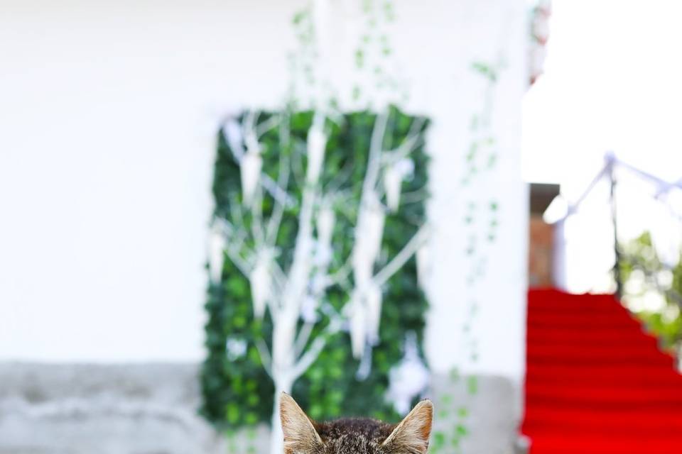 Cat wedding