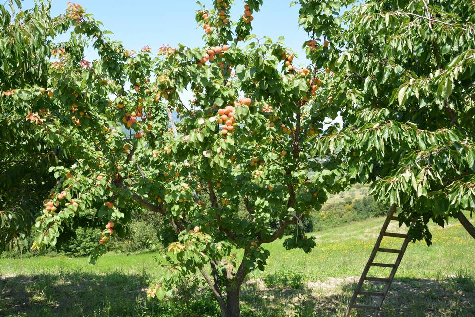 Alberi da frutta