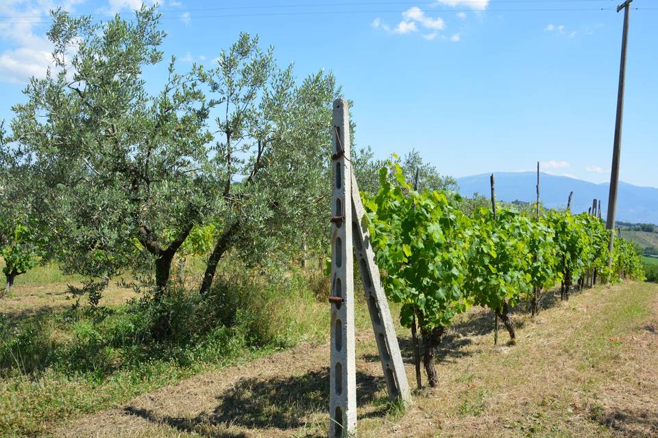 Vigna e ulivi