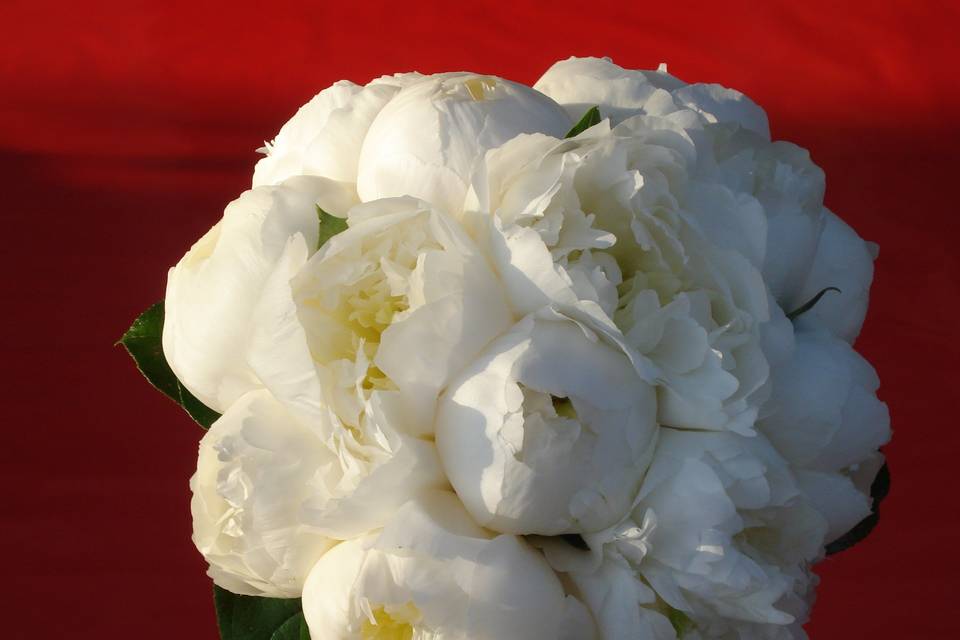 Bouquet di paeonie bianche