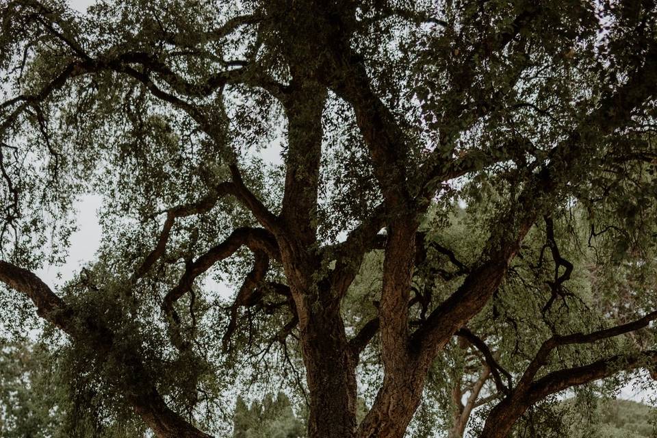 Tenuta Pantano Borghese