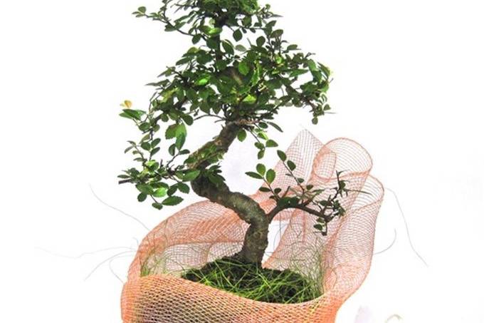 Bomboniera bonsai