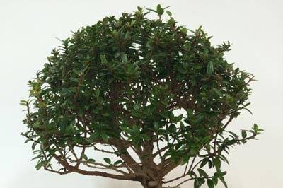 Bomboniera bonsai completa