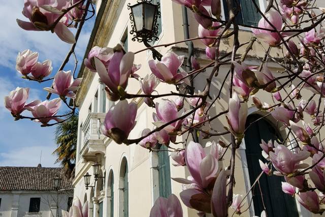 Magnolie in fiore