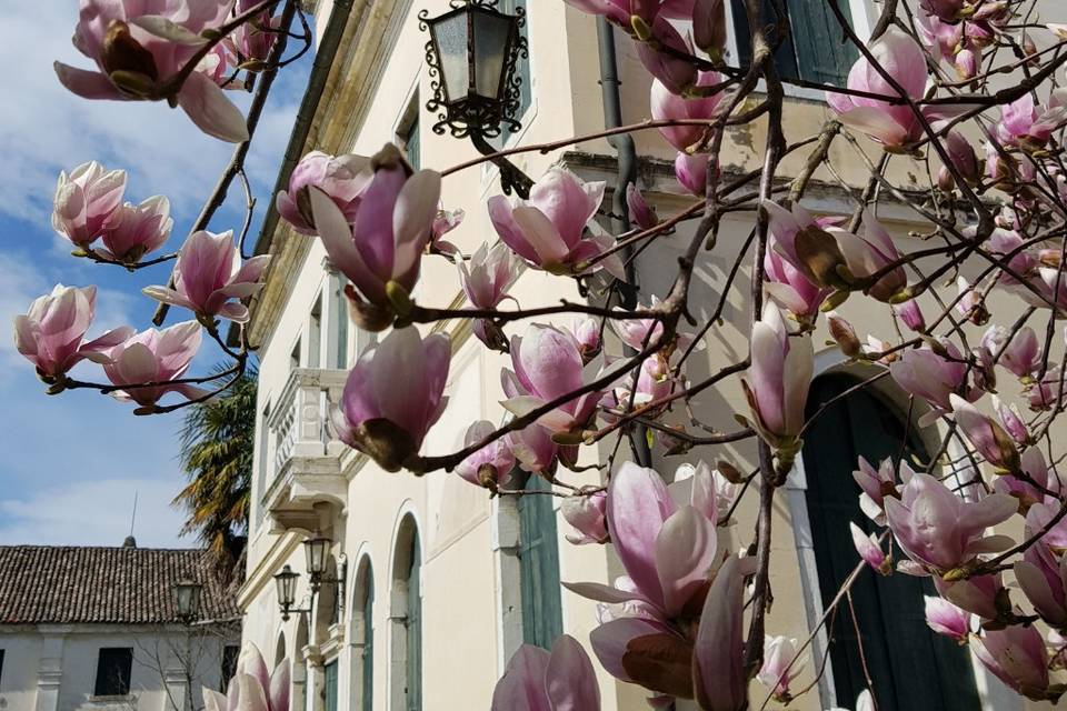 Magnolie in fiore!