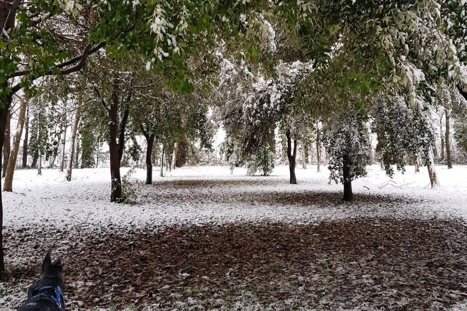 La neve sul nostro bosco