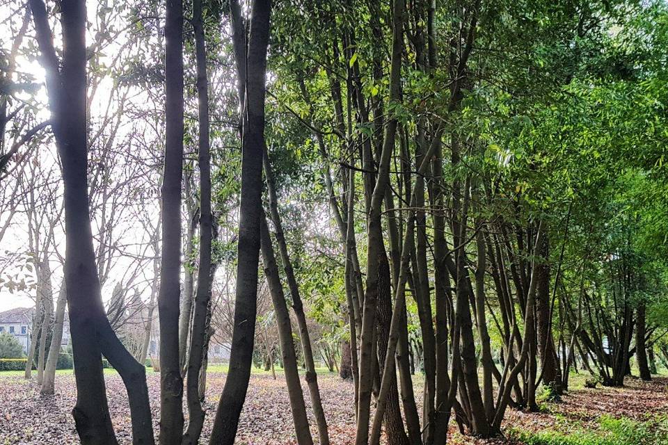 Viali alberati sul parco nord