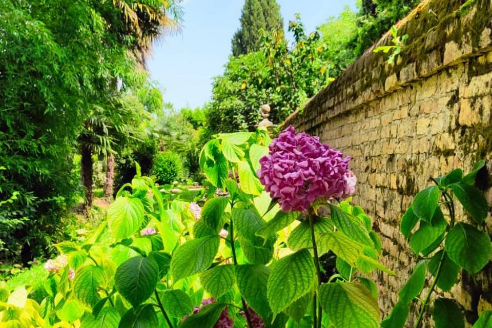 Ortensie lungo le mura