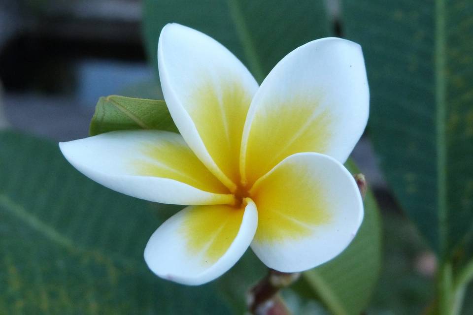 Natura