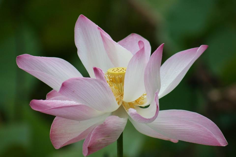 Natura