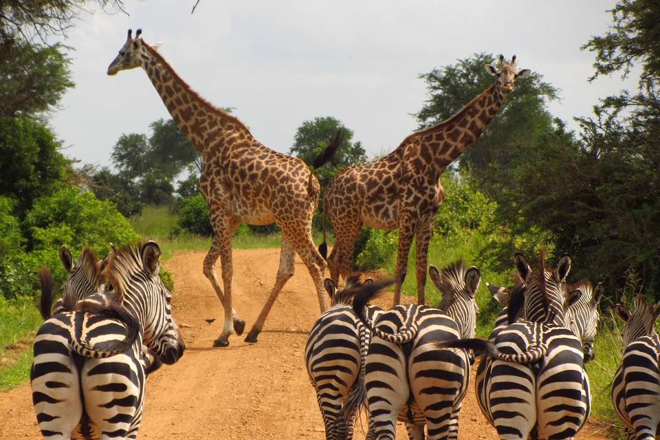 Africa