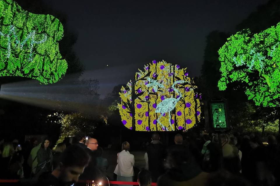Immagini proiettate su alberi