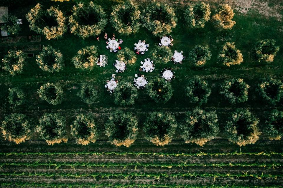 Cena tra gli olivi