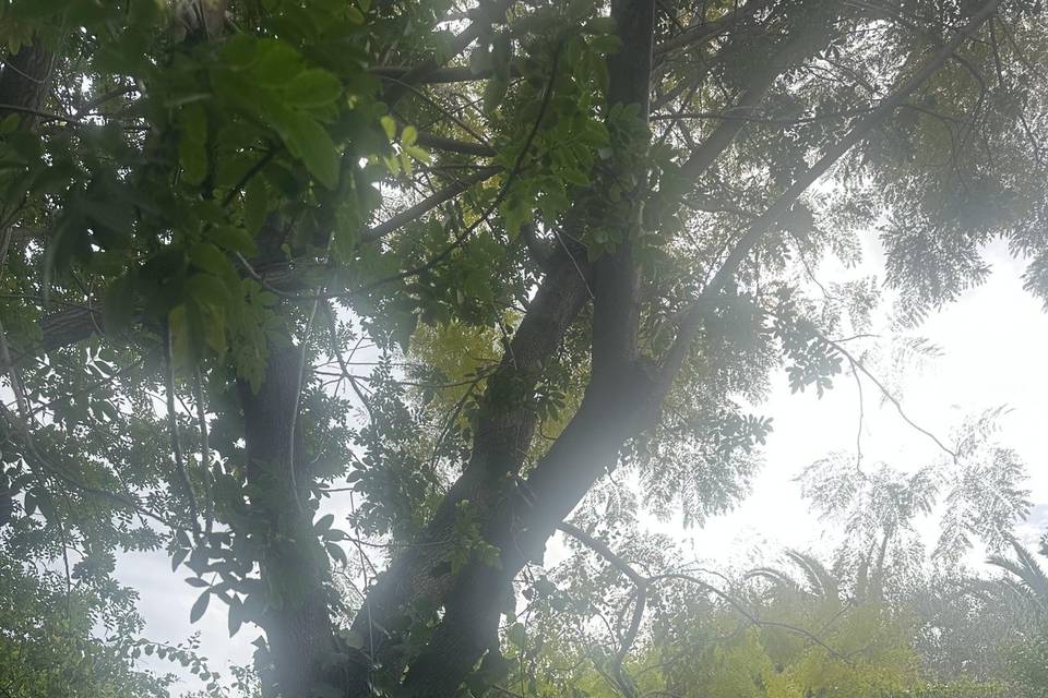 Il giardino
