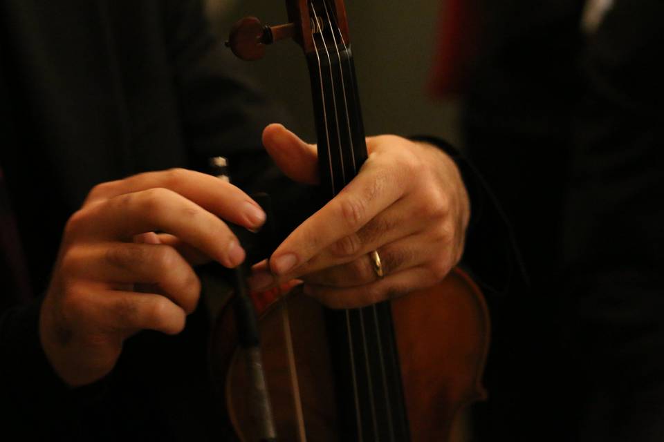 Violino