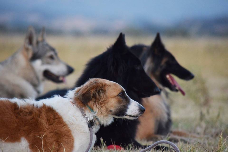 Club Cani Felici