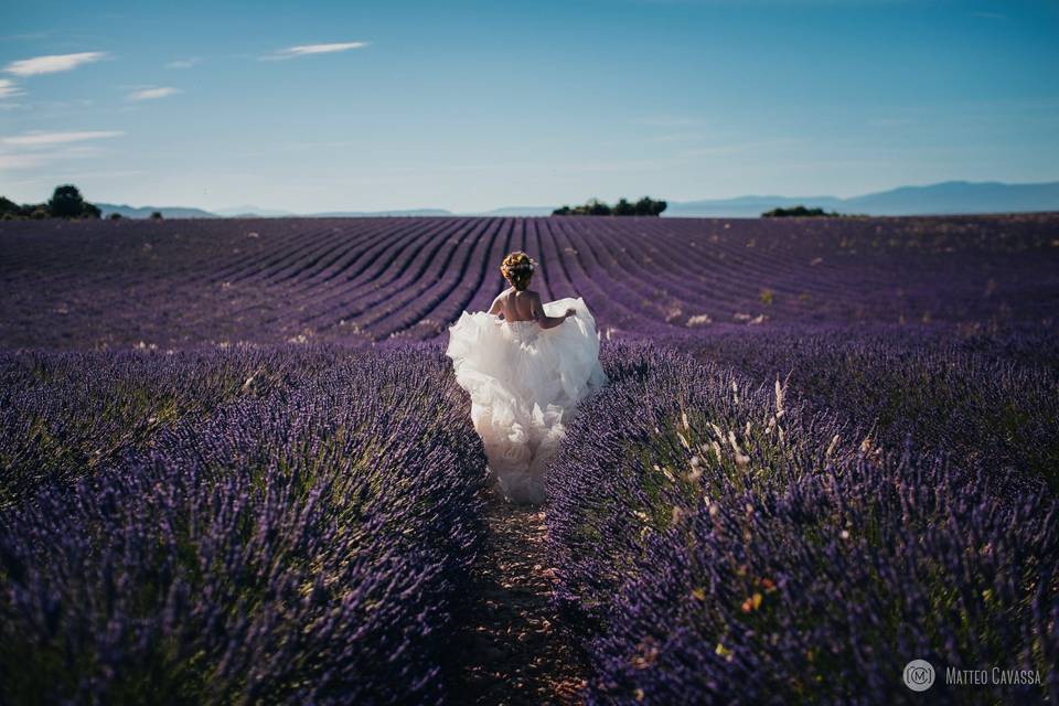 Lavanda