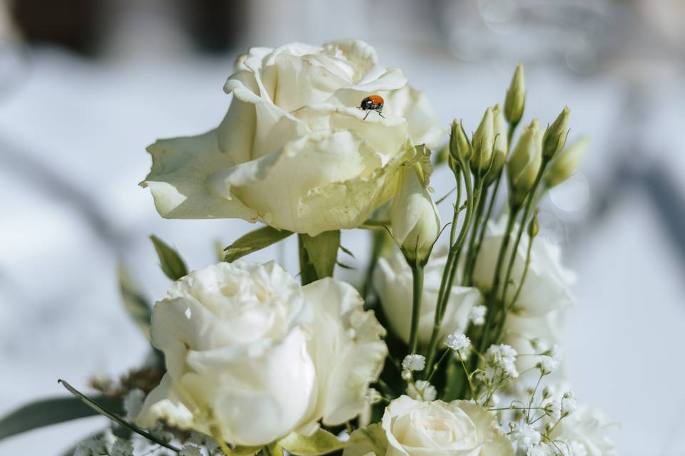 Wedding tema Capri