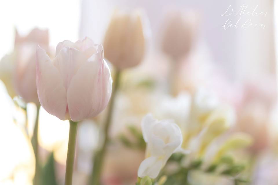 Pasqua