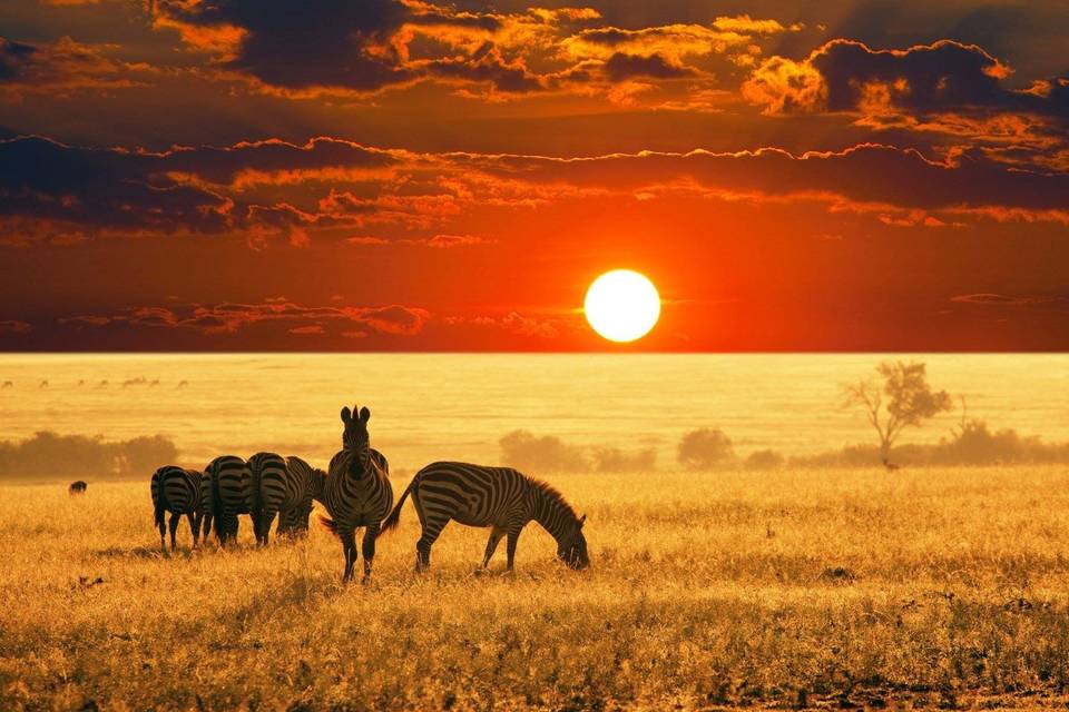 Safari in kenya
