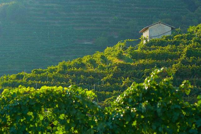 Colline Prosecco