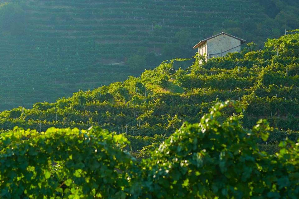 Colline Prosecco