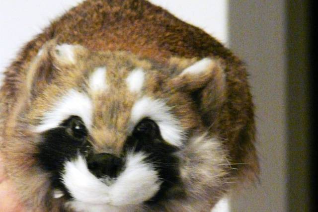 Filippo raccoon