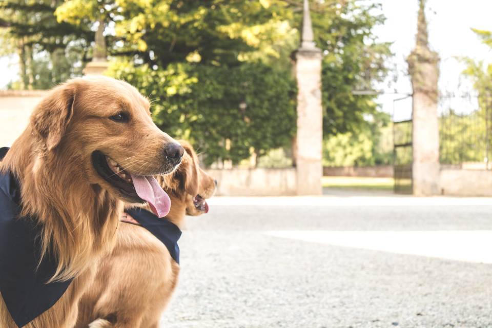 Wedding dog sitter