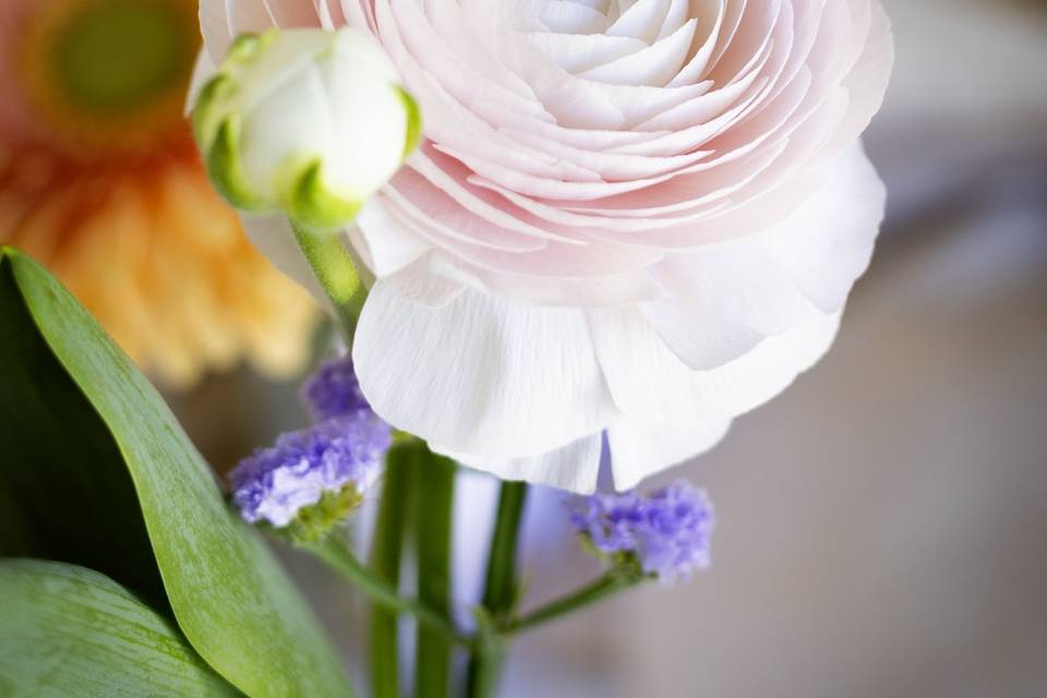 Fiore_ranuncolo_rosa_chiaro_petali_sovrapposti