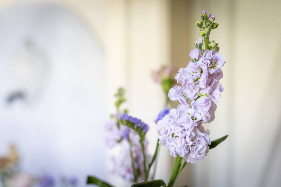 Fiori_lilla_stelo_verde_primopiano