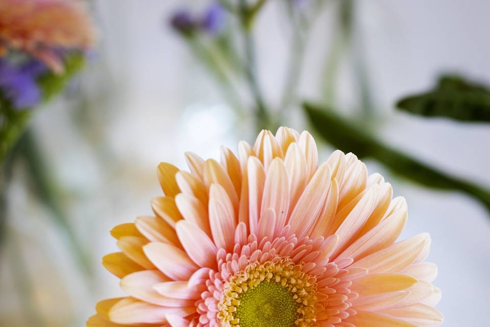 Gerbera_pesca_primopiano