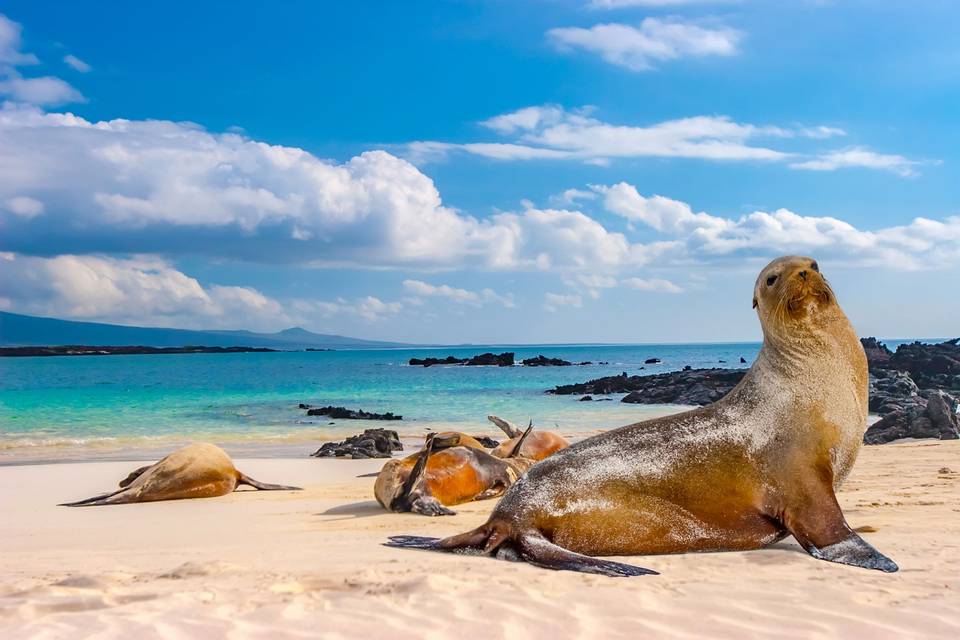 Galapagos