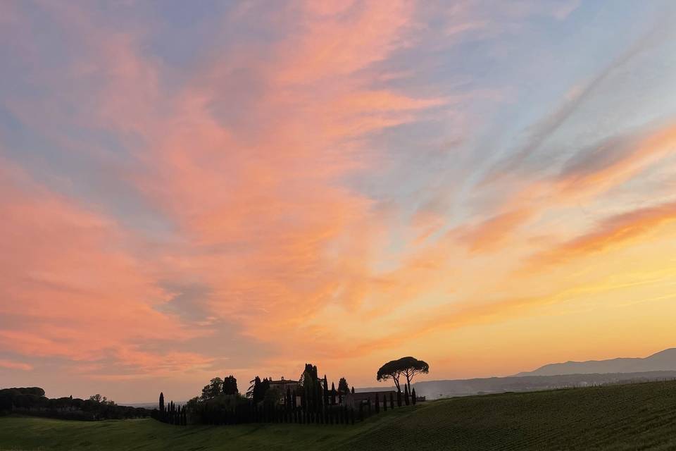 Vigne al tramonto