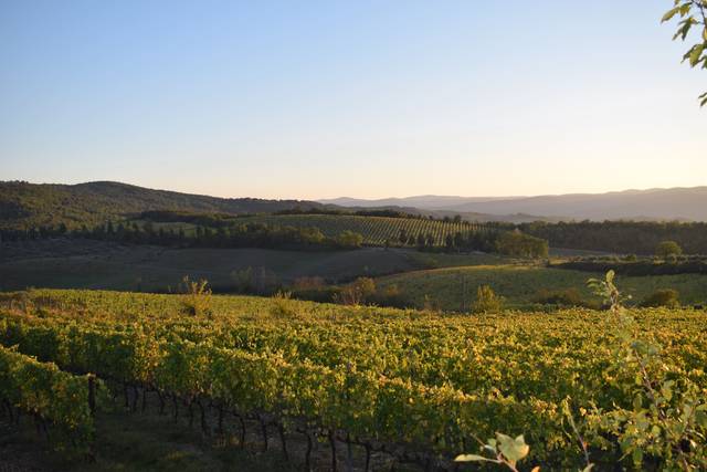 Vigneti