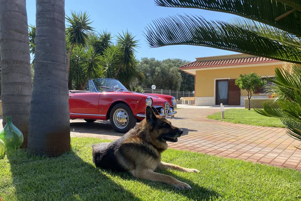 Giulietta Spider