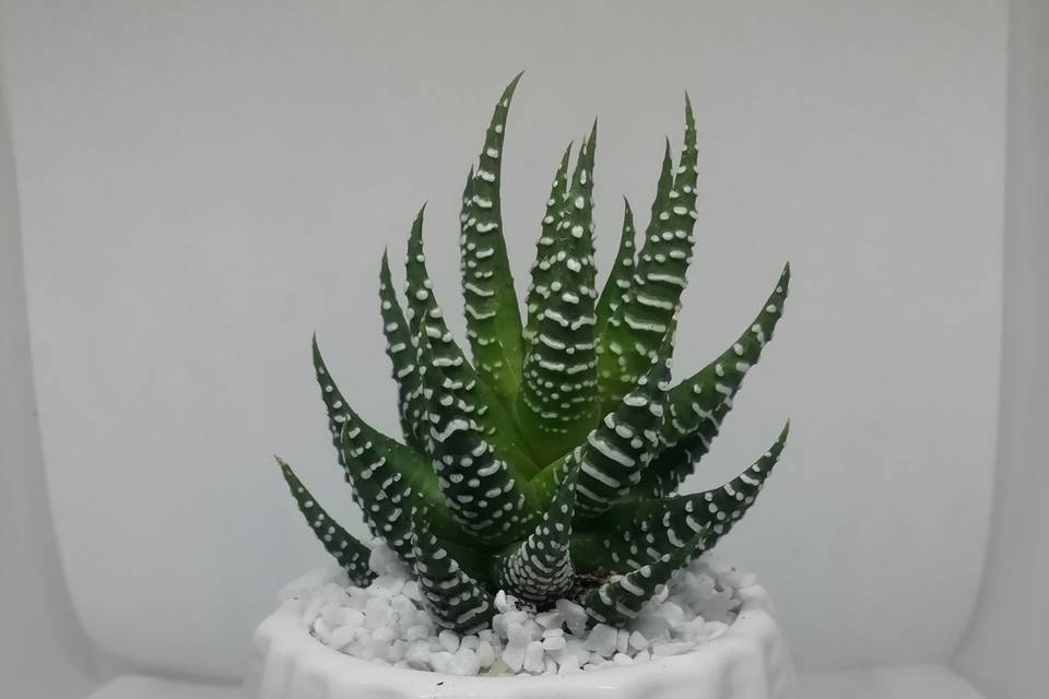 Piantina cactus