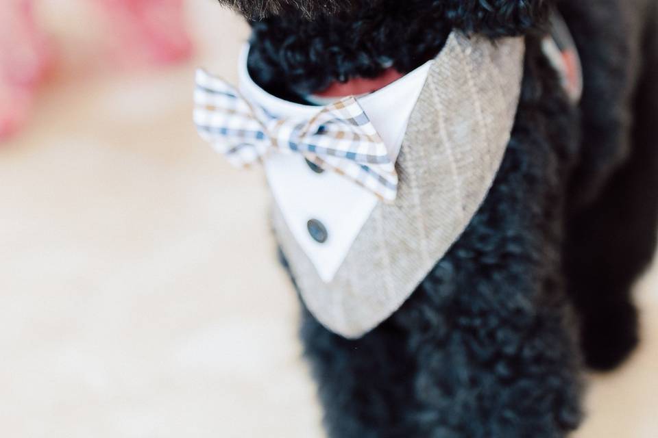 Cagnolino