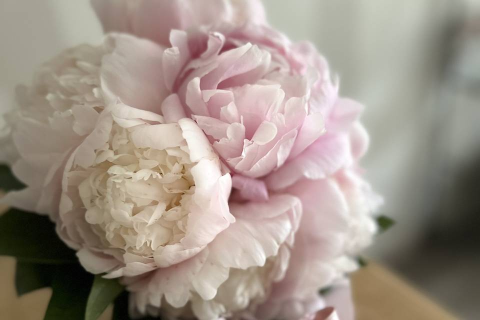 Peonies