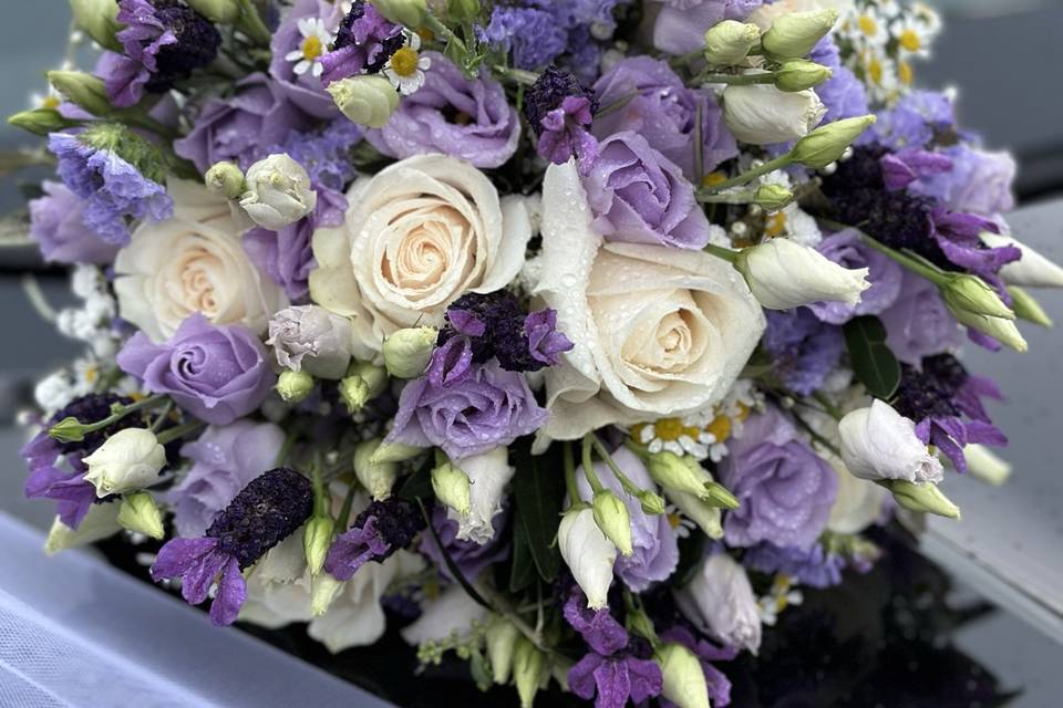 Lilla di primavera