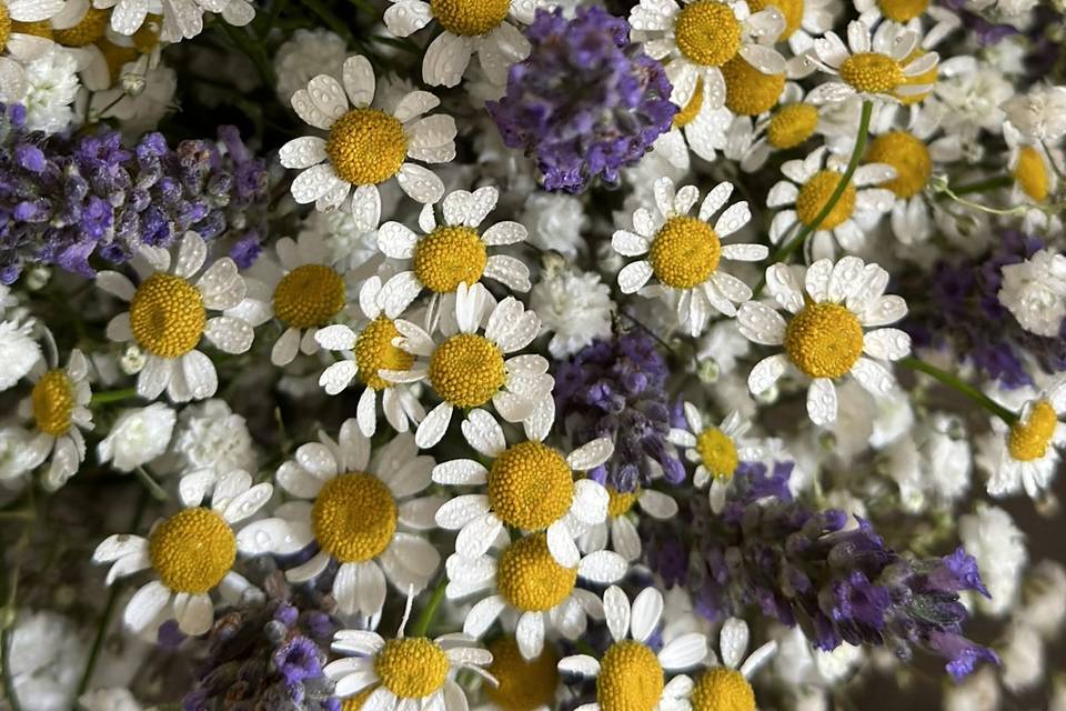 Lavanda e camomilla