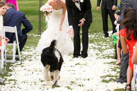 Servizio wedding dog