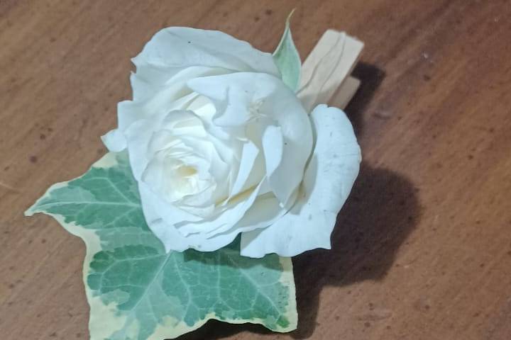 Rose ed edera