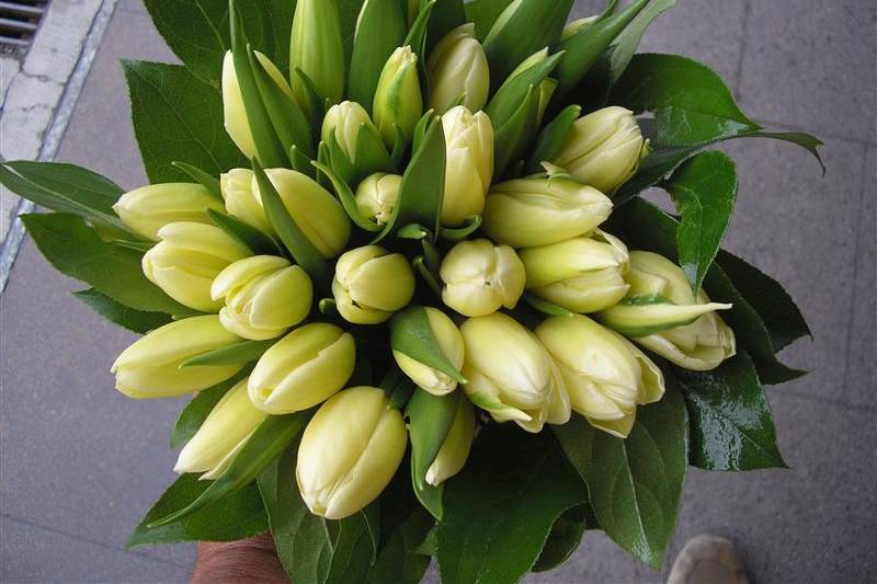 BOUQUET TULIPANI